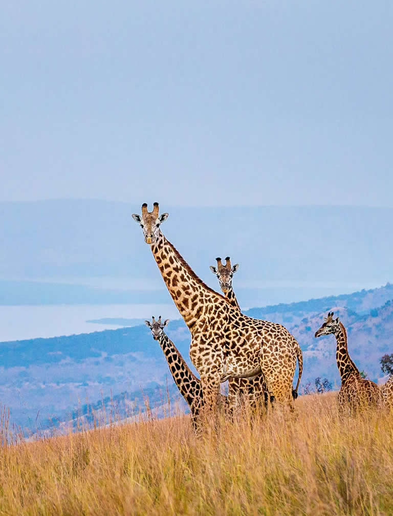 Akagera National Park