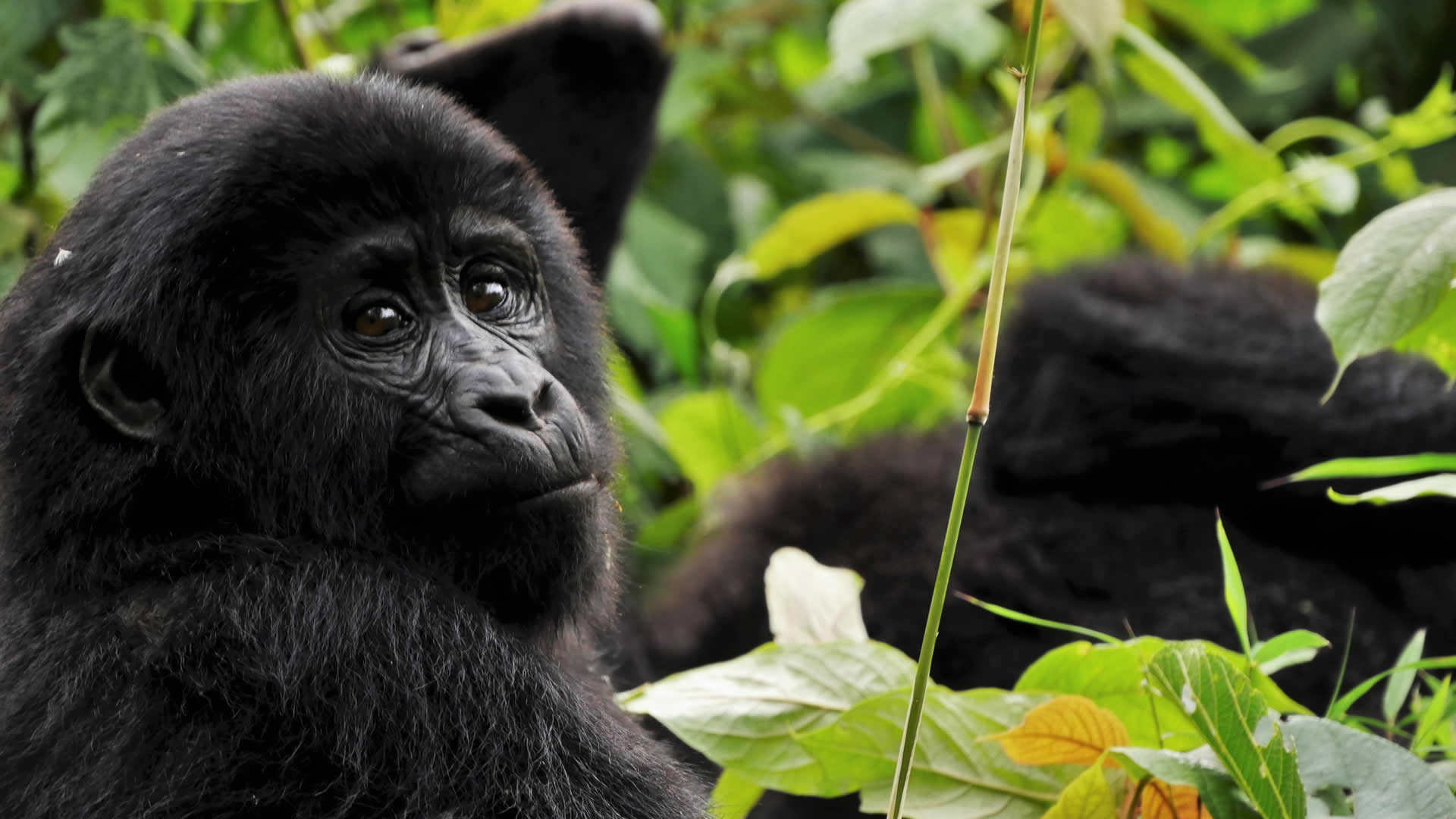 Top Destinations Rwanda
