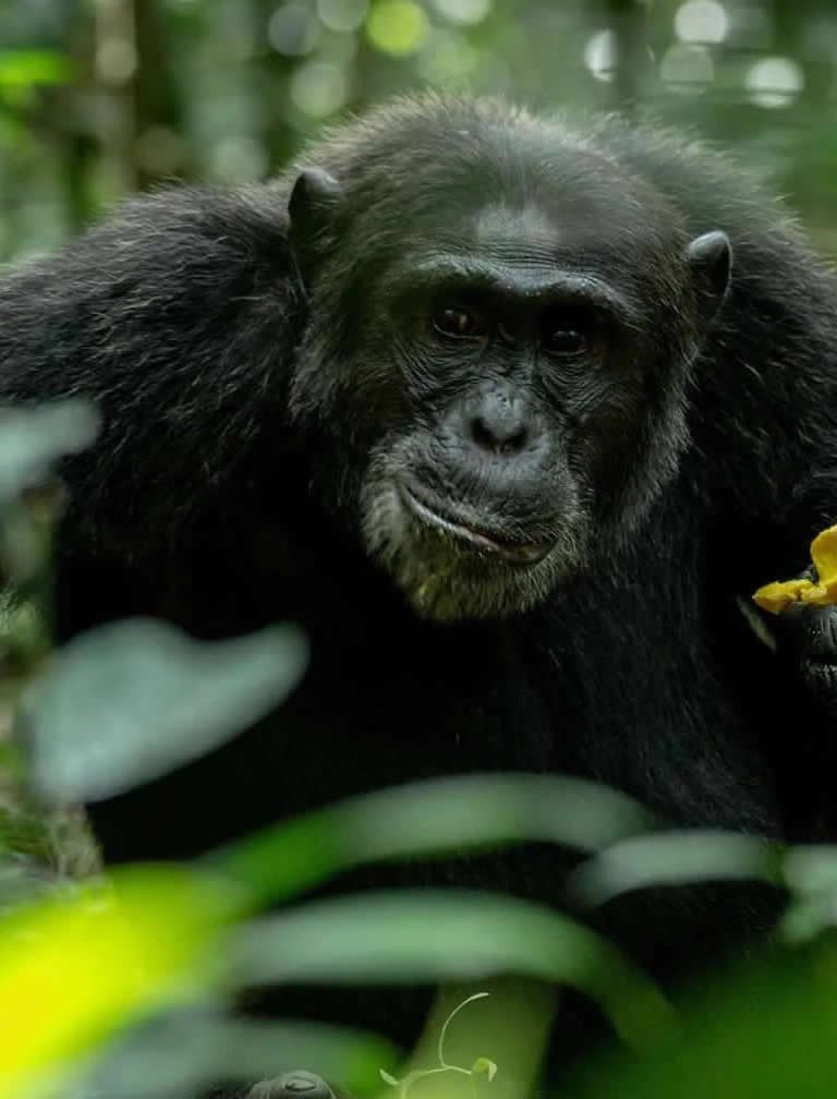 Kibale National Park