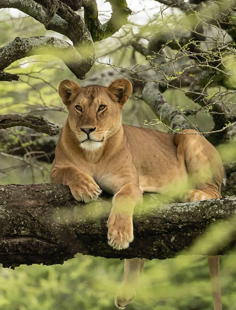 Lake Manyara National Park