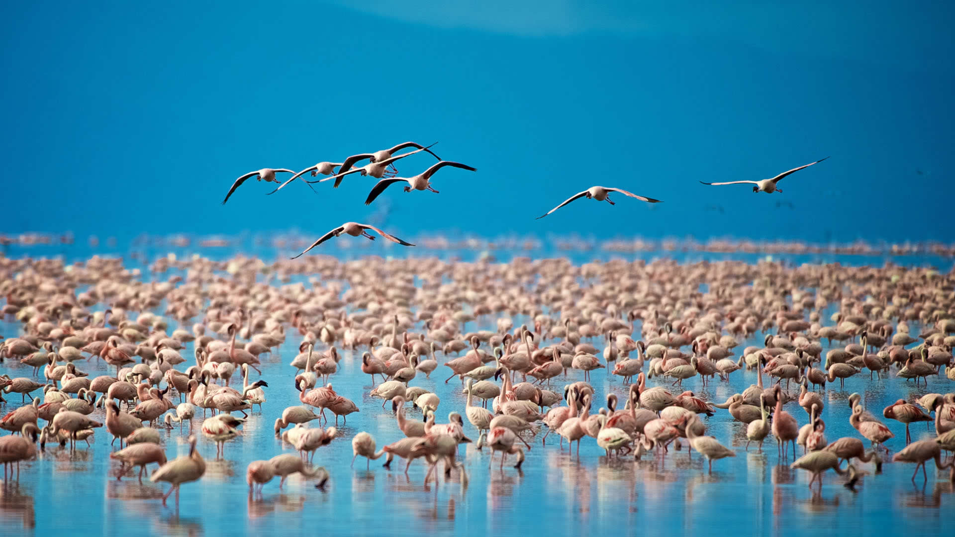 Lake Manyara National Park