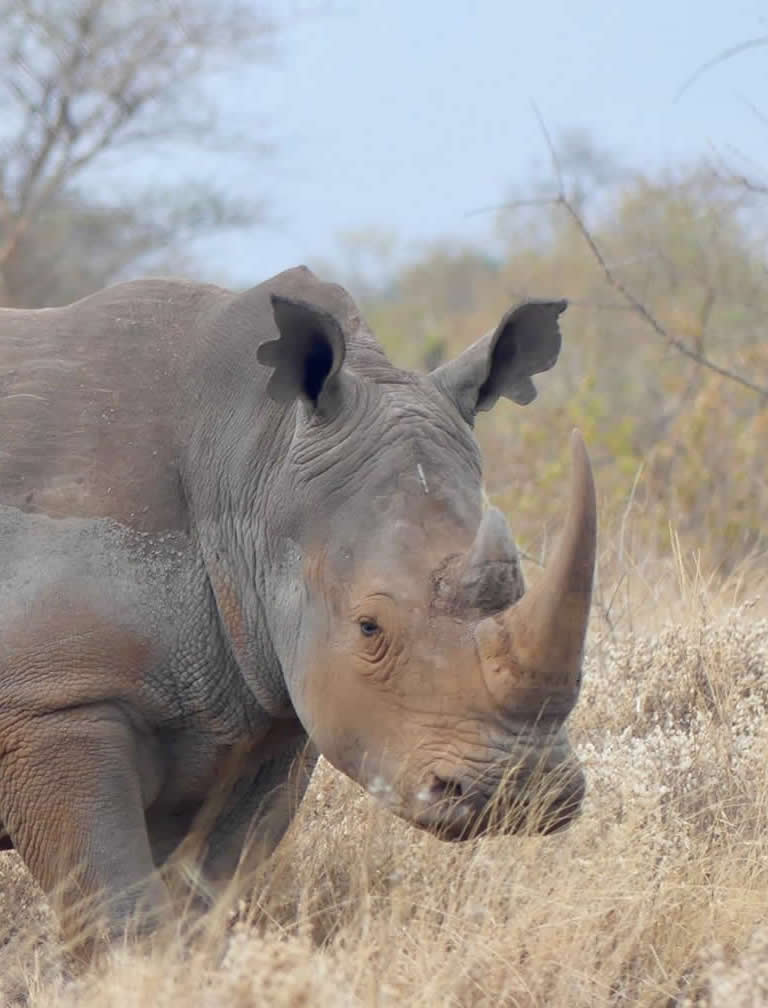 Meru National Park