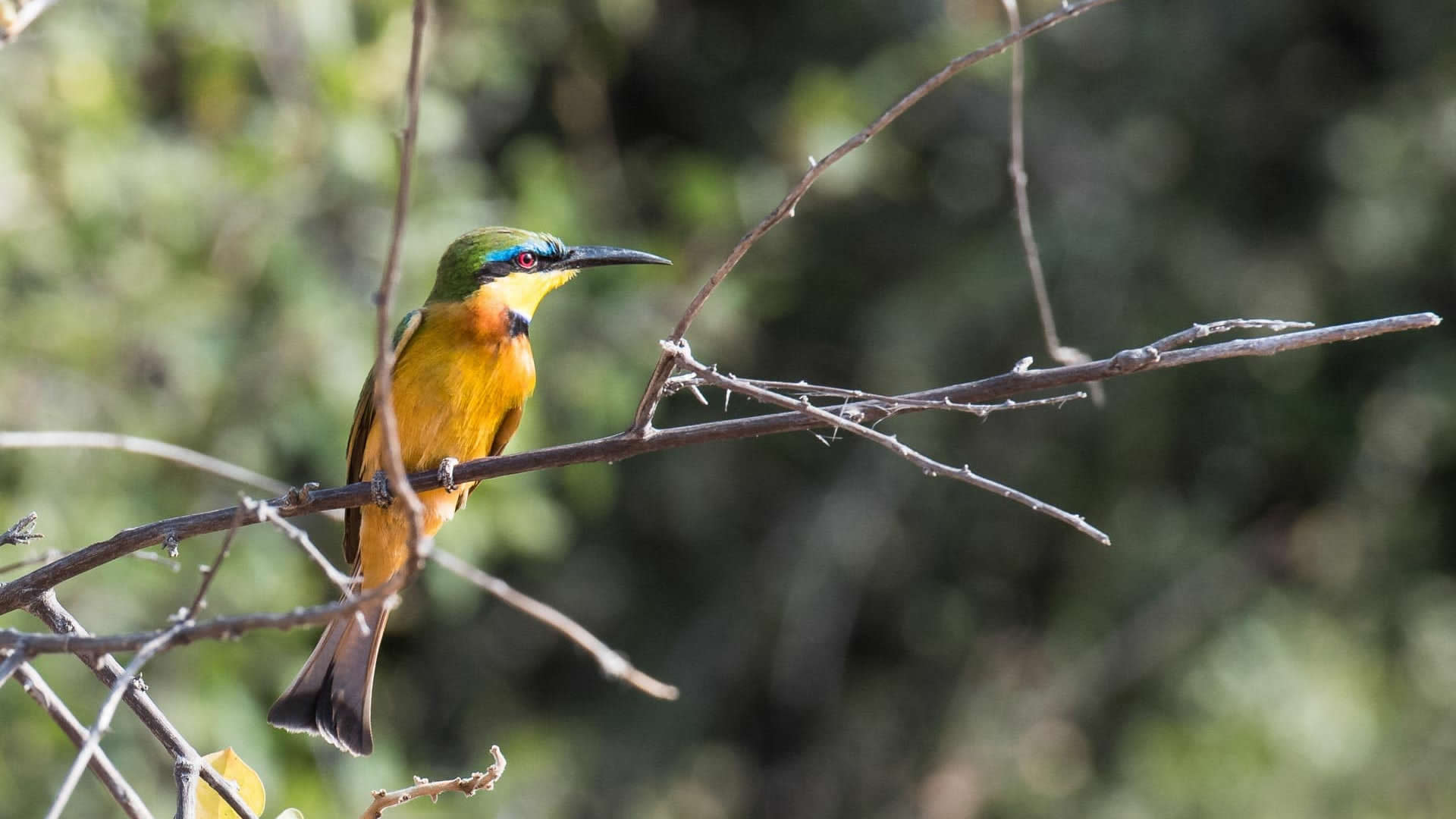 Meru National Park