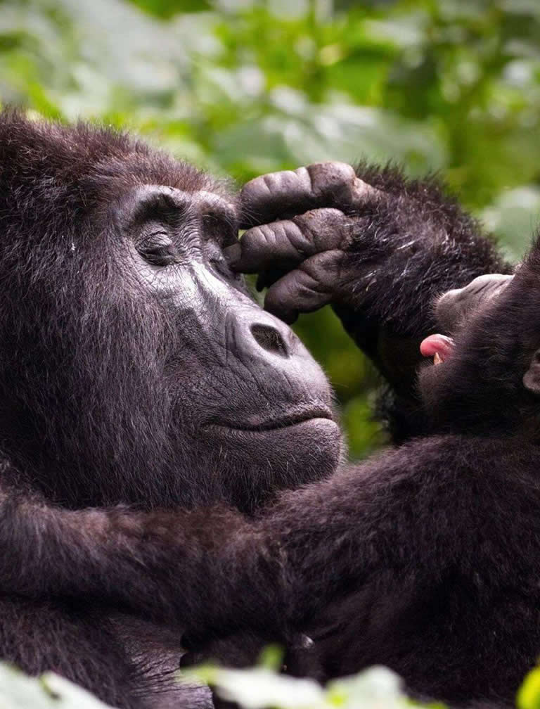 Mgahinga Gorilla National Park