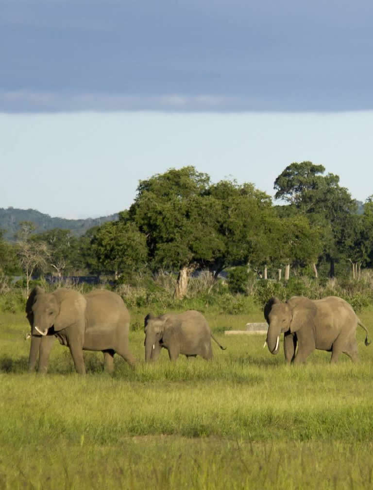 Mikumi National Park