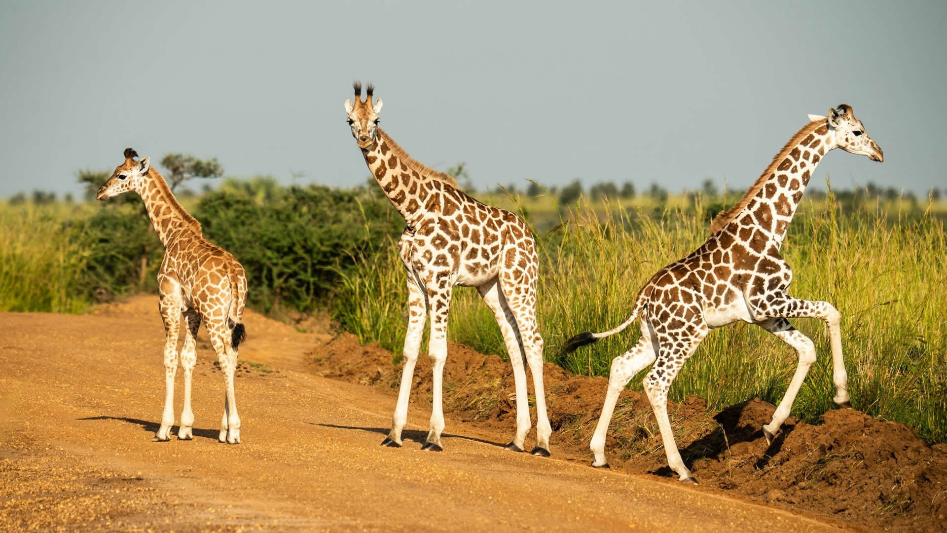 Murchison Falls National Park 