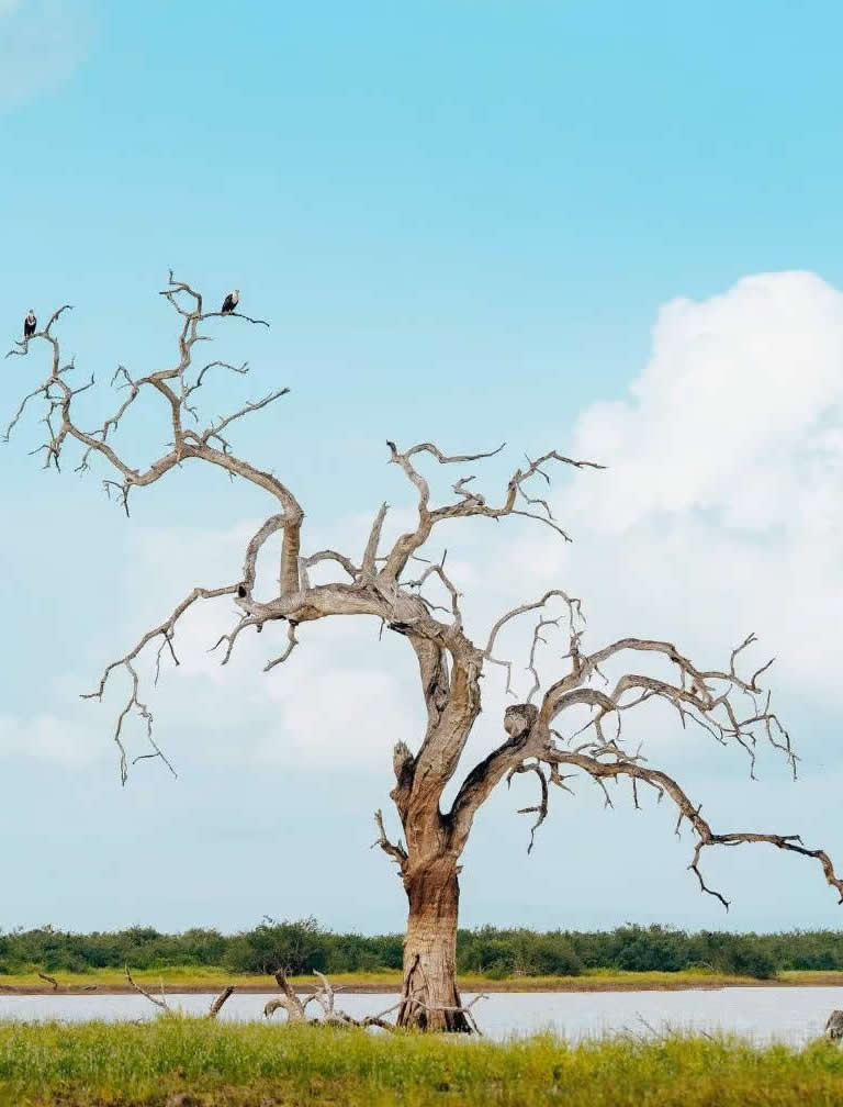 Nyerere National Park