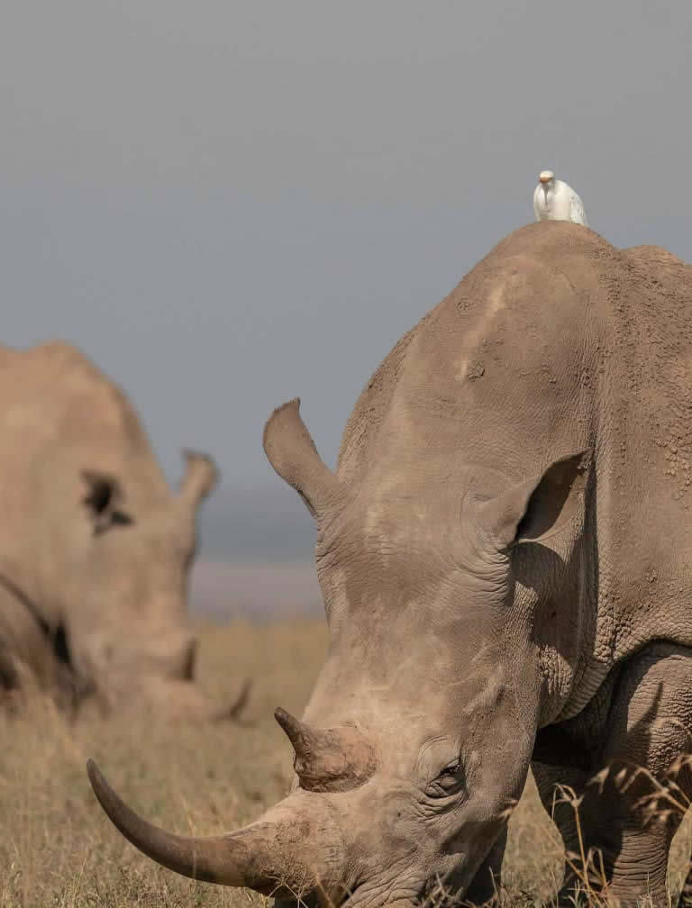 Ol Pejeta Conservancy