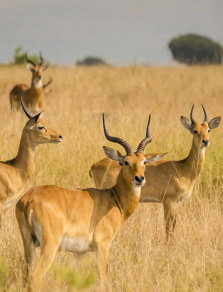 Queen Elizabeth National Park