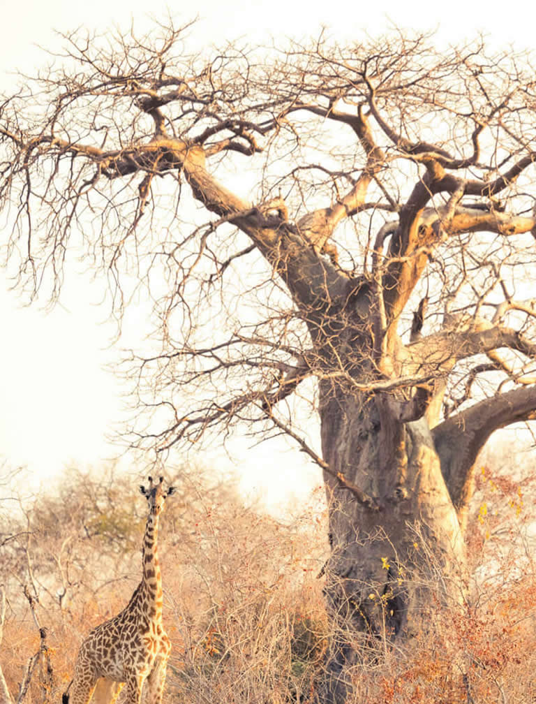 Ruaha National Park