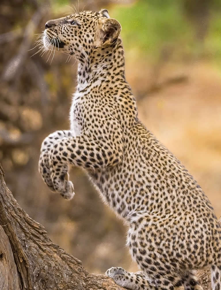 Samburu Game Reserve