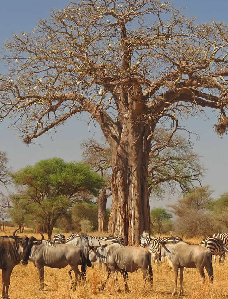 Tarangire National Park