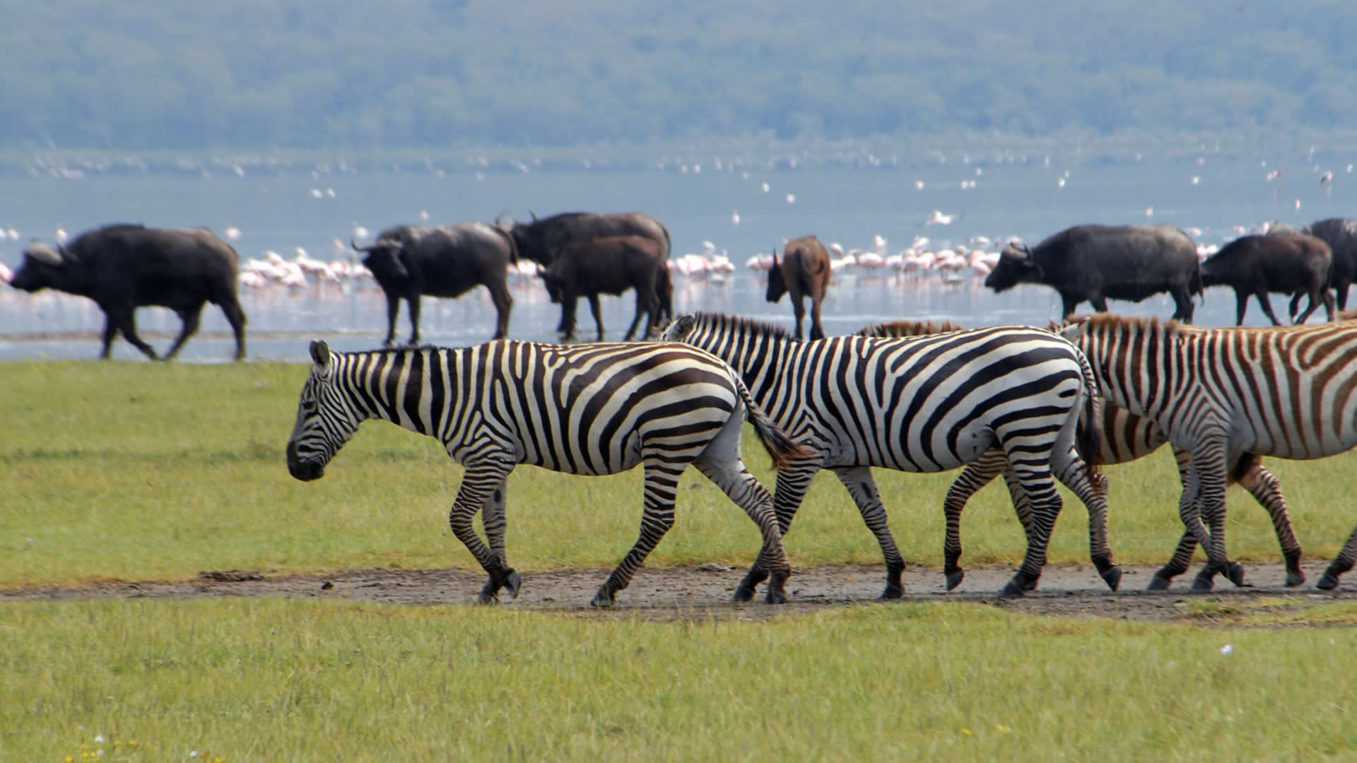 daytrip to lake nakuru national park