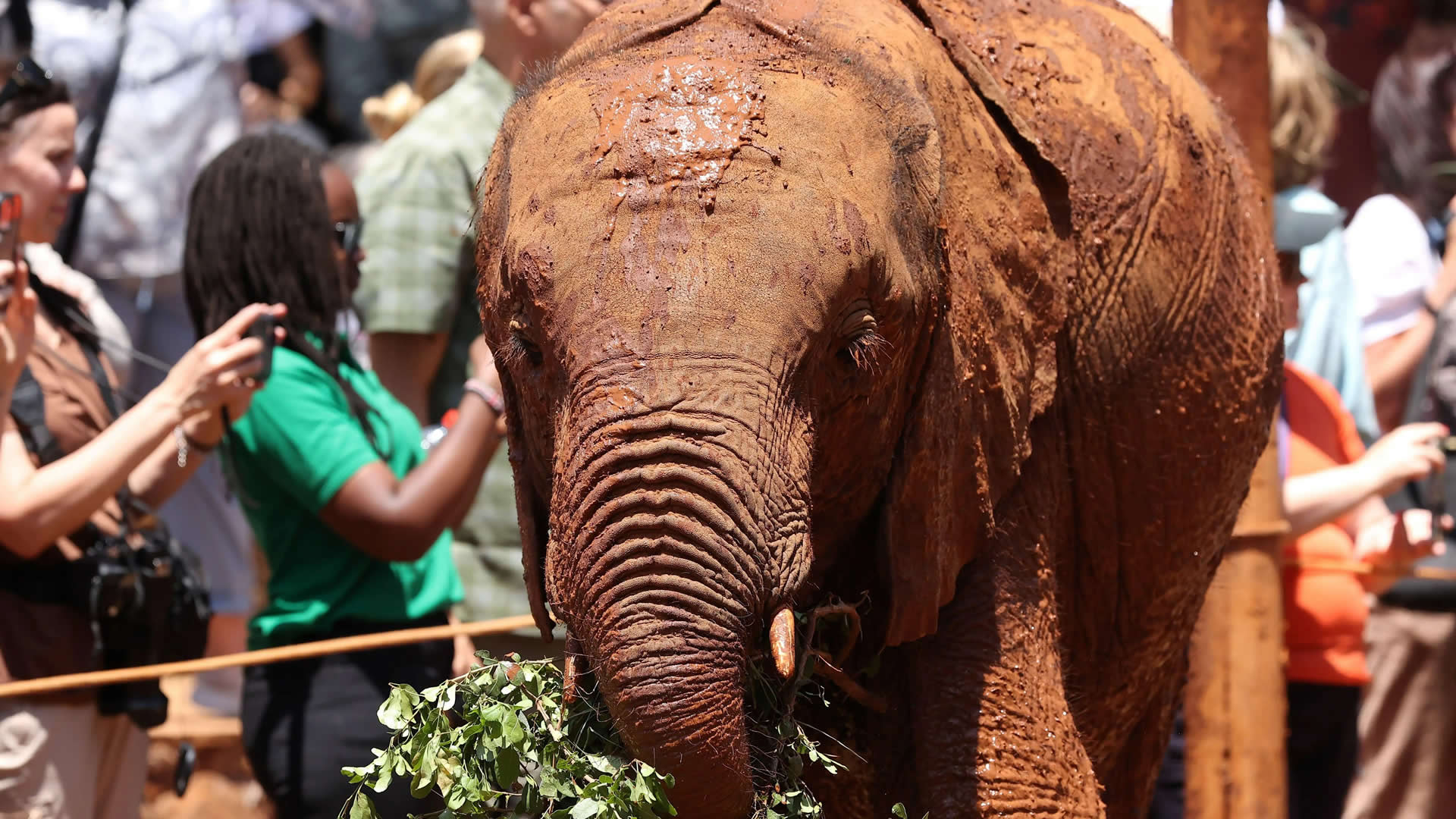 Half Day Giraffe Center & David Shedricks Elephant Orphanage