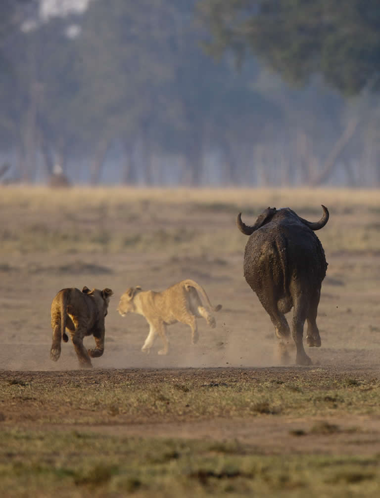  5 Days Ambo-Mara Flying Safari 